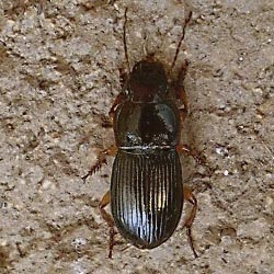 Harpalus latus